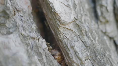 hormigas en una grieta de la corteza de un árbol