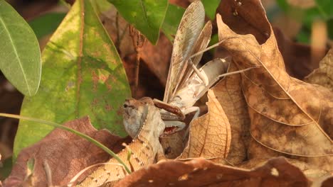 Lagarto-Atacando-A-Mantis-Y-Comiendo-