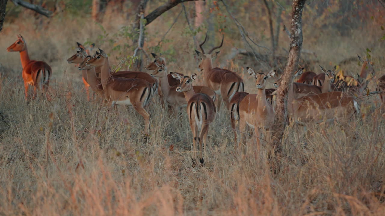 Impala Herd in African Savanna