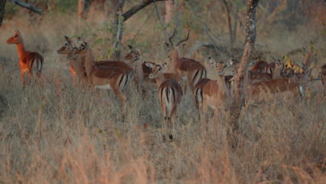 impala herd in african savanna