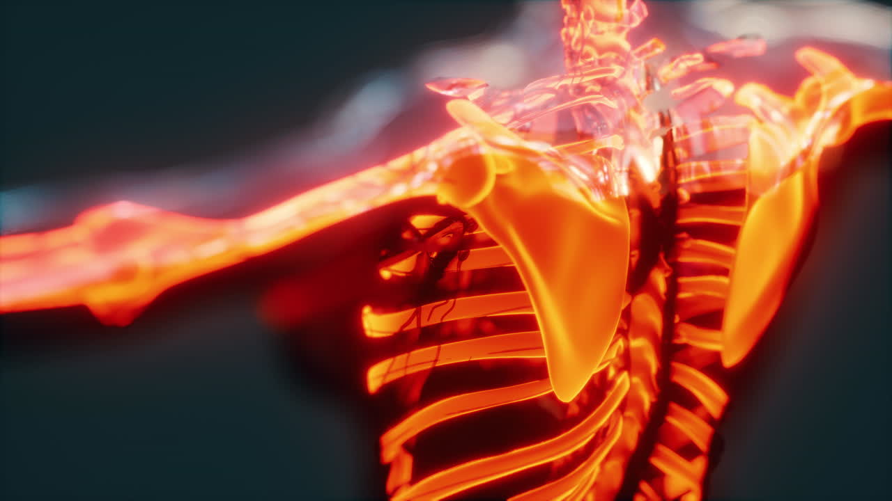 exploración de la anatomía del esqueleto humano