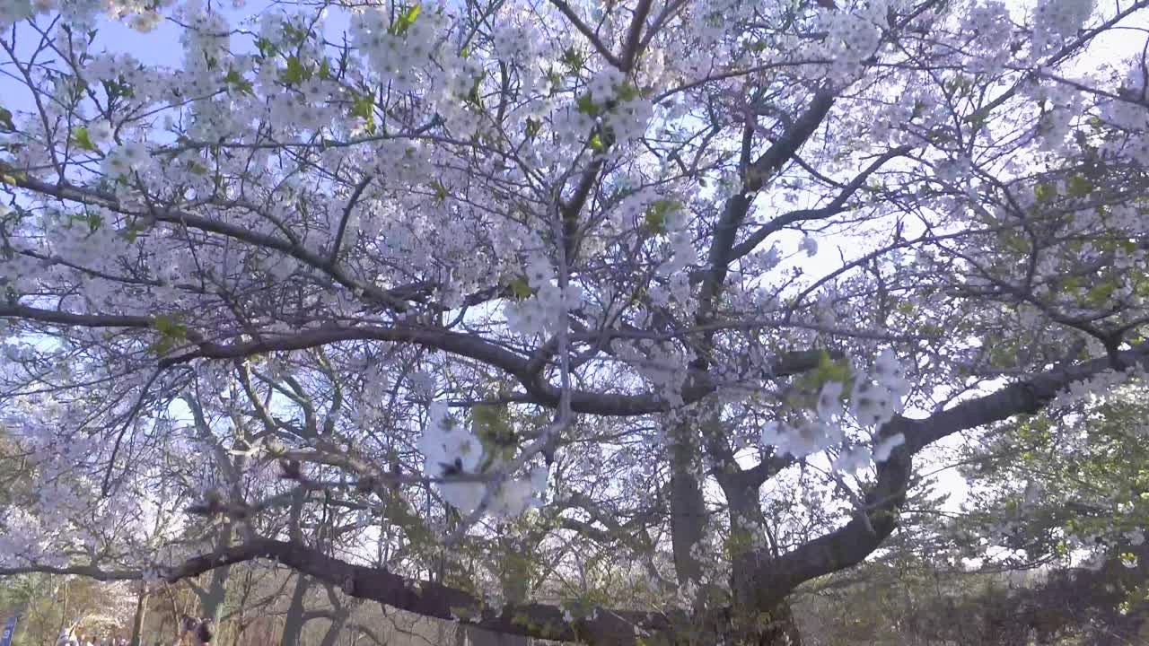 Cherry blossom tree sprouted with white flowers, with people around it clicking pictures (Ontario Toronto)