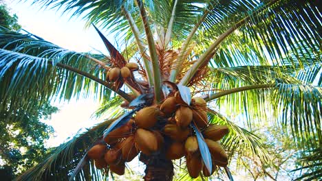 colpo di parallasse di un mucchio di noci di cocco su una palma colorata su un'isola tropicale soleggiata