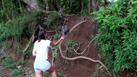 mujer alimentando a los monos con frutas longan