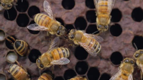 two honey bees communicating with each other as others tend to the honey cells in the hive