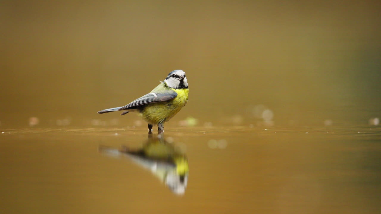 Blue Tit at a Bird Bath