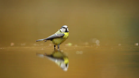 teta azul en un baño de pájaros