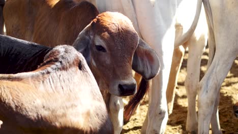 cute small calf in between all the other cows inside the farmyard 4k-cattle