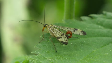 macro view of wild scorpionfly on green leaf preparing for flight during beautiful spring day