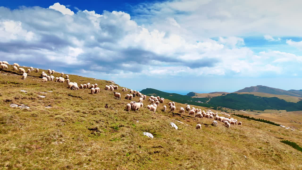 Adorable fluffy white sheep pasture on the green hill. Livestock grazing in the mountains. Cloudy sky at backdrop