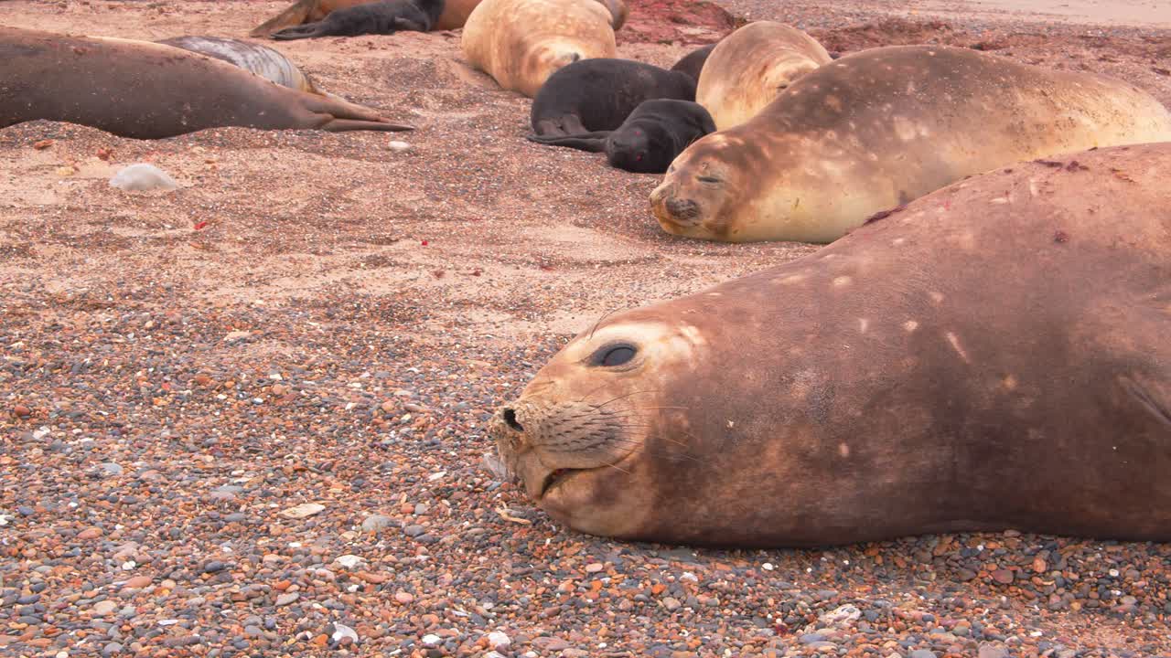 hembra de foca elefante tratando de ahuyentar a la apertura de su boca y gesticulando