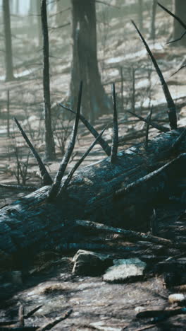 aftermath of a forest fire: burned trees and scorched earth