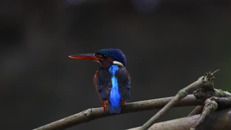 blue-eared kingfisher, alcedo meninting, thailand