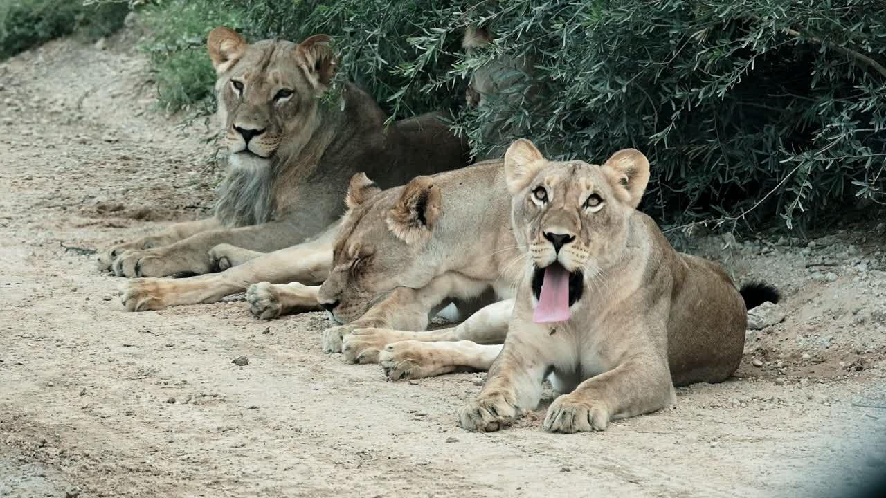 Three lions resting on the side of a dirt road in the Kalahari