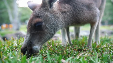 canguro juvenil australiano comiendo hierba verde durante el día - primer plano