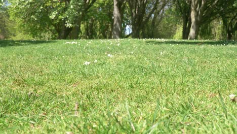 green-lawn,-public-city-park-Dublin-4k-UHD