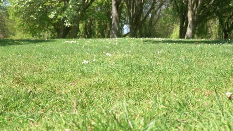 césped verde, parque público de la ciudad de dublín 4k uhd