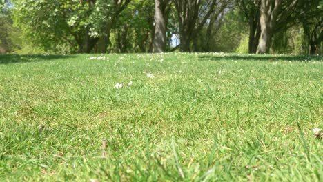 green lawn, public city park dublin 4k uhd