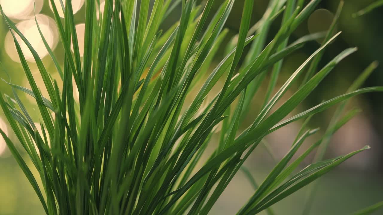 Close-up video of vibrant green grass blades with a soft focus background, captured from a low