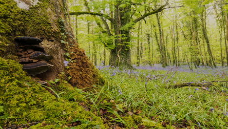 Lapso-De-Tiempo-Del-Bosque-De-Campanillas-Durante-La-Primavera-En-El-Parque-Natural-De-Irlanda