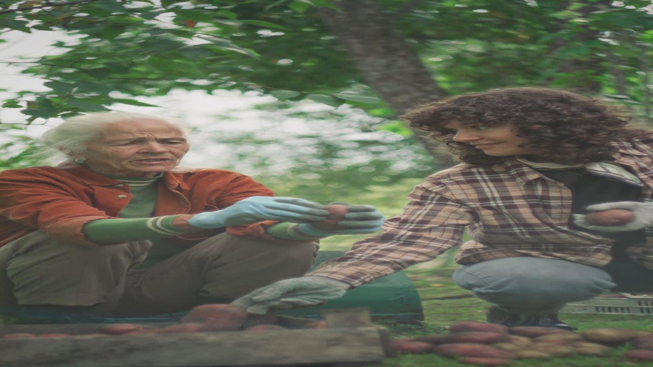 Young Woman and Grandmother Harvesting Potatoes Together in Garden