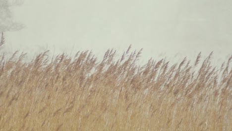 white out snow blizzard lake shore reeds slow motion