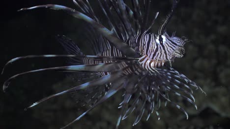 Common-Lionfish-swimming-over-coral-reef,-close-up-shot