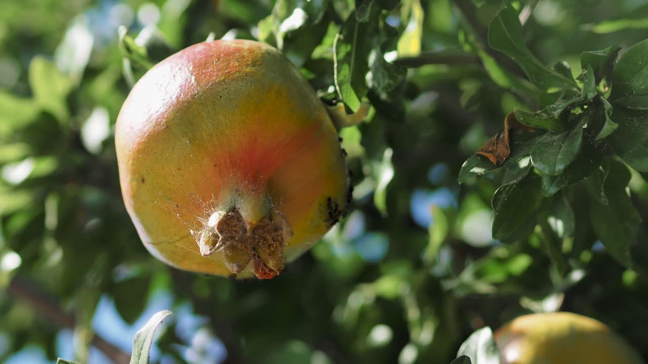 Wild Pomegranate On A Tree, Home garden, Pomegranate tree at sunshine day