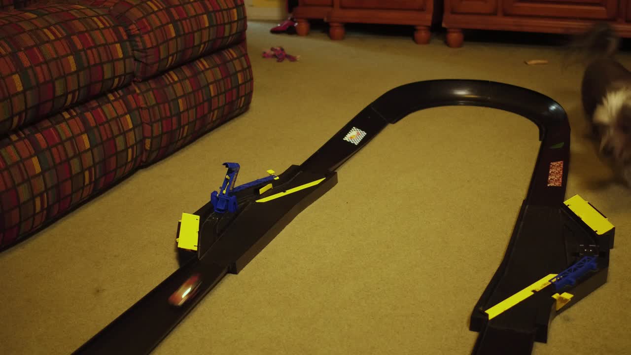 건강한 중국 볏이 있는 개는 경마장 주변에서 장난감 자동차를 쫓습니다