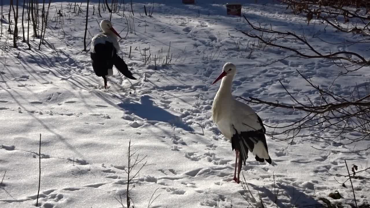 2 fugler Hasenheide Tierpark Berlin 2022025 Tyskland HD 10 sek 25 fr per sek.mp4