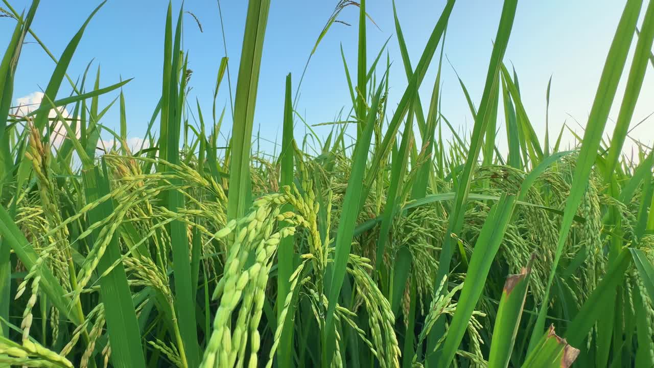 Tracking shot moving left to right through tall green paddy stalks filled with ripening grains under a bright blue sky, capturing the calm beauty and abundance of rural farmlands