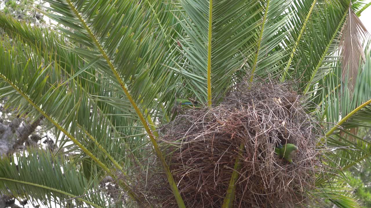 dos hermosos pájaros de amor masticando hojas en el nido de los pájaros en la parte superior de una palmera