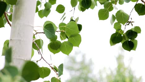 closeup macro video of beautiful green quaking aspen sunny wild grass growing outside in countryside meadow near river