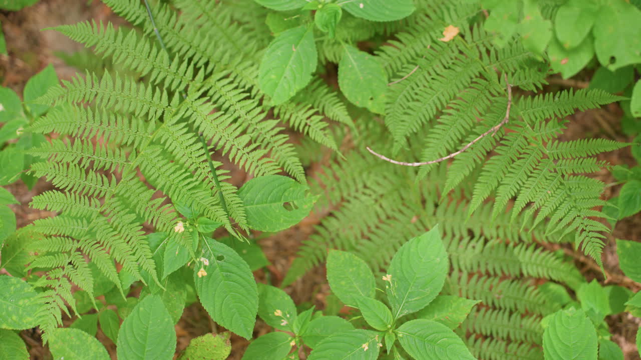 Top view of wild green vegetation with fern leaves and small flowers in forest, soft sunlight illuminating textures and patterns, capturing natural harmony, freshness, and peaceful atmosphere