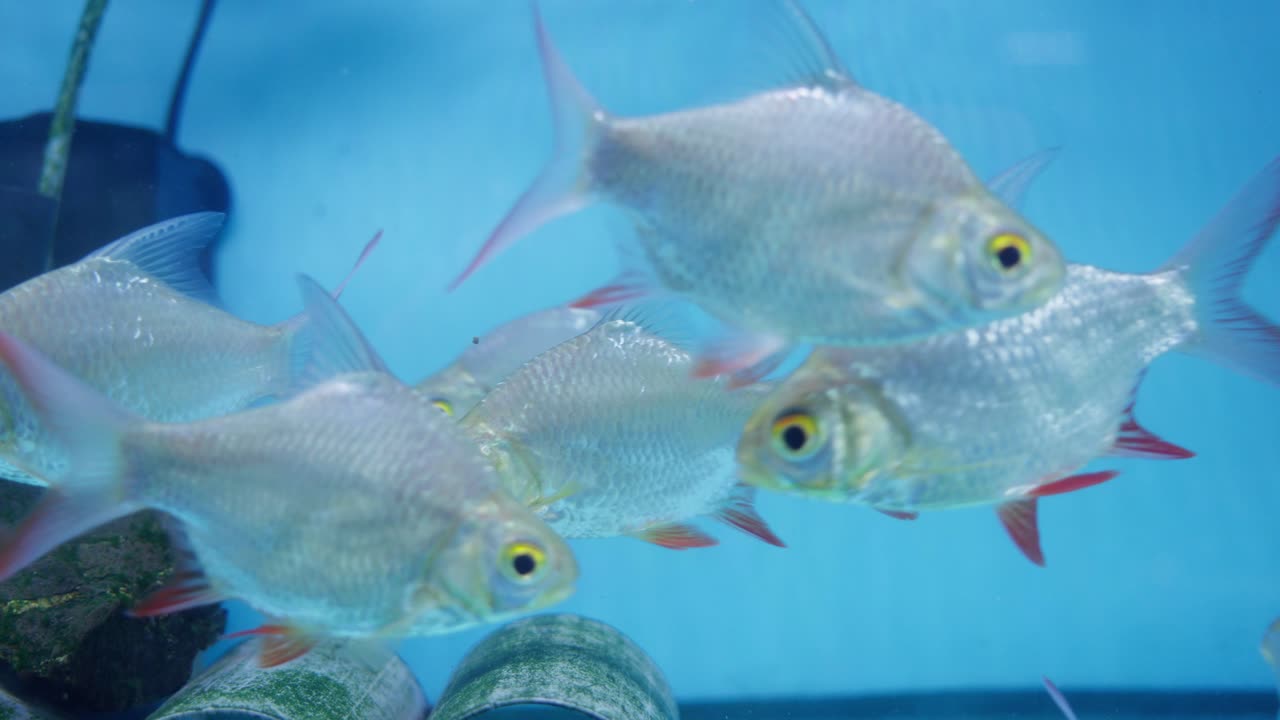 아쿠아리움 크에 있는 아연포일 바브 물고기