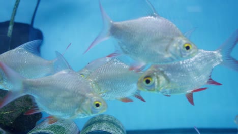 peces de papel de aluminio en el tanque del acuario