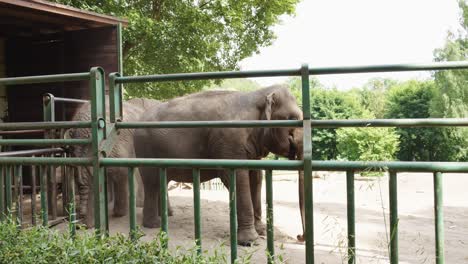 dos elefantes en su jaula en el parque del jardín zoológico