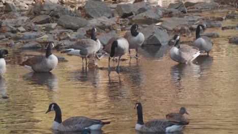 Geese-swimming-in-the-Wissahickon-Creek,-in-autumn