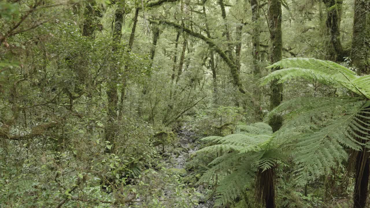 vista del bosque verde con árboles cubiertos de musgo y helechos en nueva zelanda