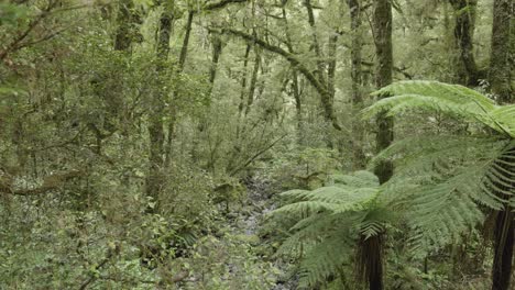 vista della foresta verde con alberi e felci coperti di muschio in nuova zelanda