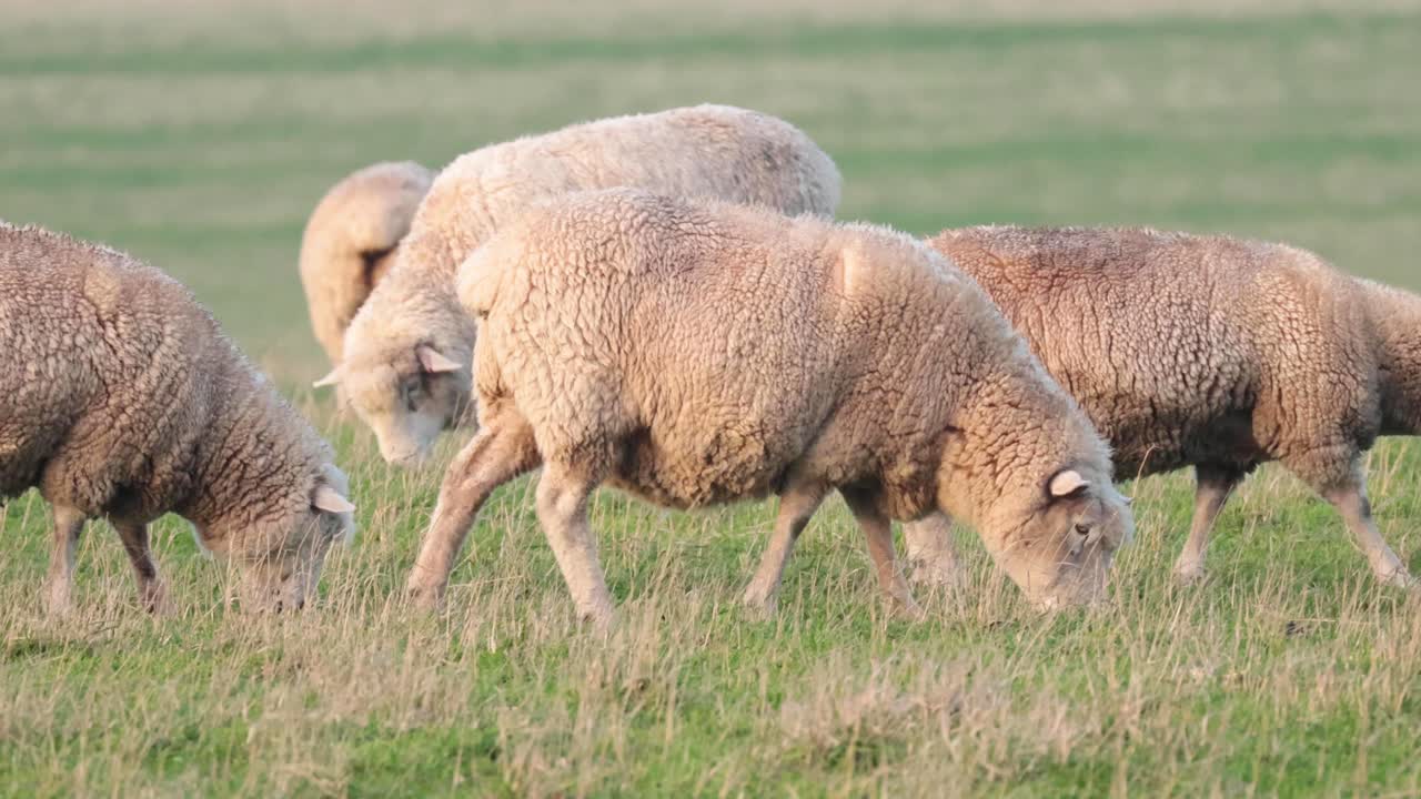 잔디 에서 평화롭게 먹이를 먹는 양 들