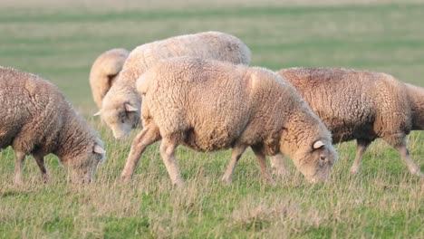 ovejas pastando pacíficamente en un campo de hierba