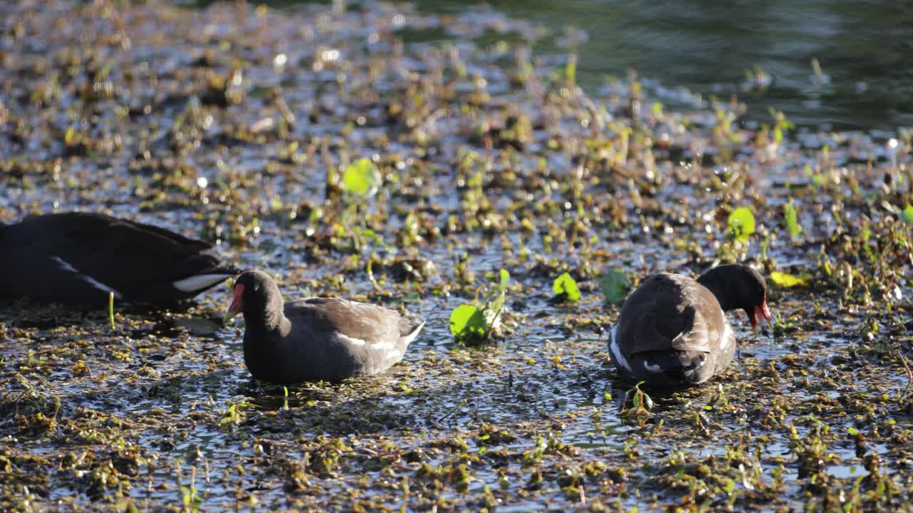 Group of ducks swimming and foraging through shallow marsh vegetation under morning light