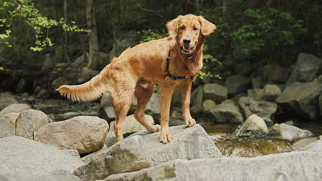 golden retriever puppy climbing over rocks next to a small river