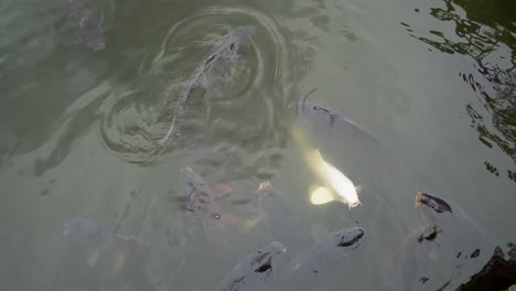 it is quite common to see carp fish of all sizes and colors in tokyo's parks