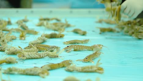 live prawns being laid on transport belt on process of being frozen for consumption