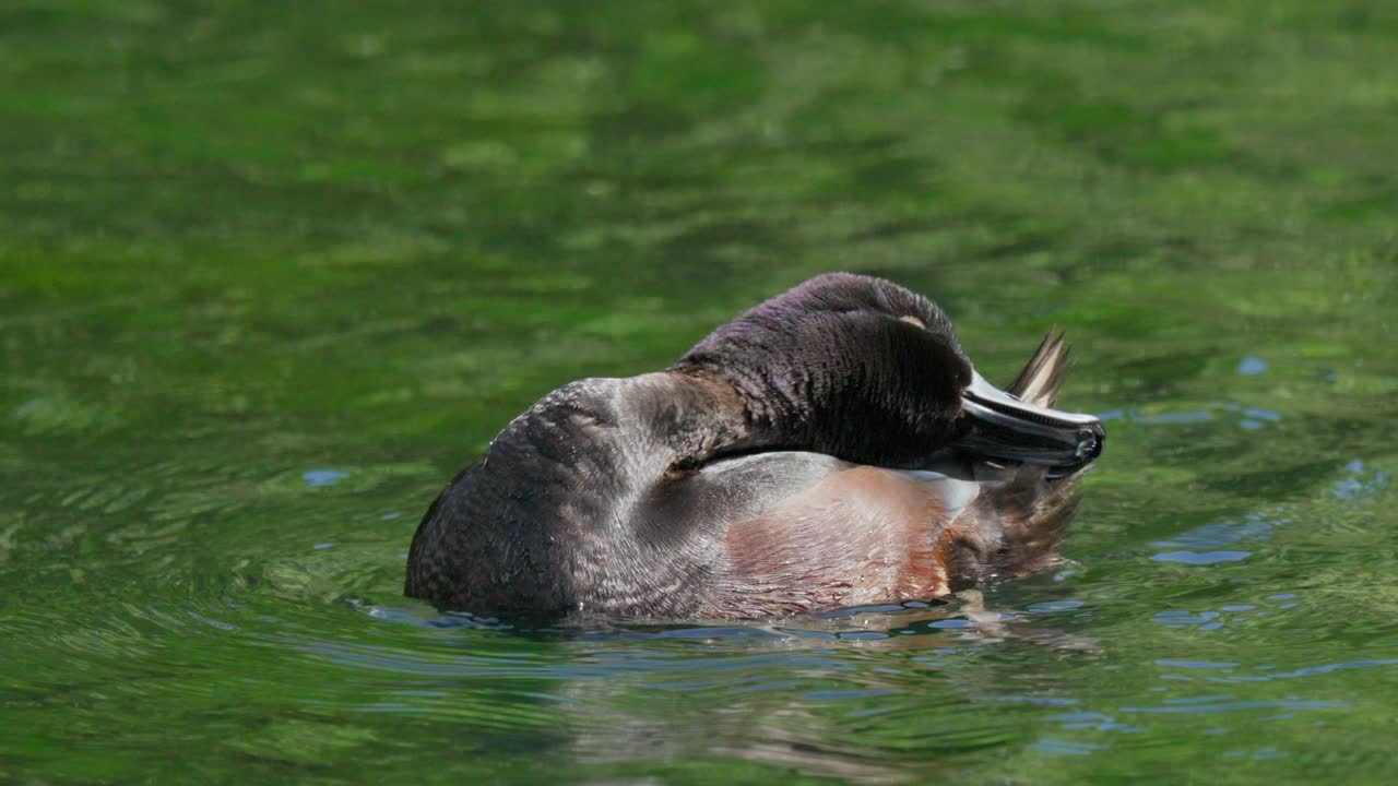 el pato macho de nueva zelanda frotando su cabeza