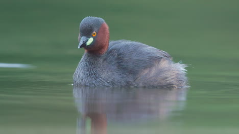 Male-Little-Grebe-closeup-swimming-in-breeding-plumage,-active-on-water-fluffy-bird-dabchick