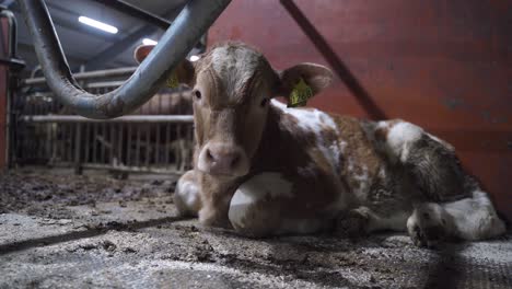 Norwegian-Red-Calf-Resting-In-A-Cowshed---close-up,-static-shot