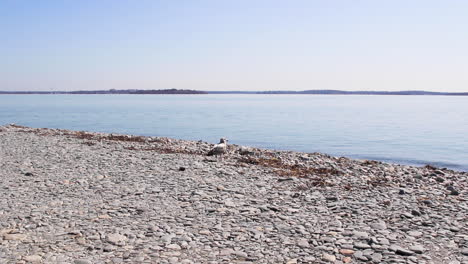 One-Sea-Gull-flying-away-from-stoney-beach,-whilst-another-remains-on-beach